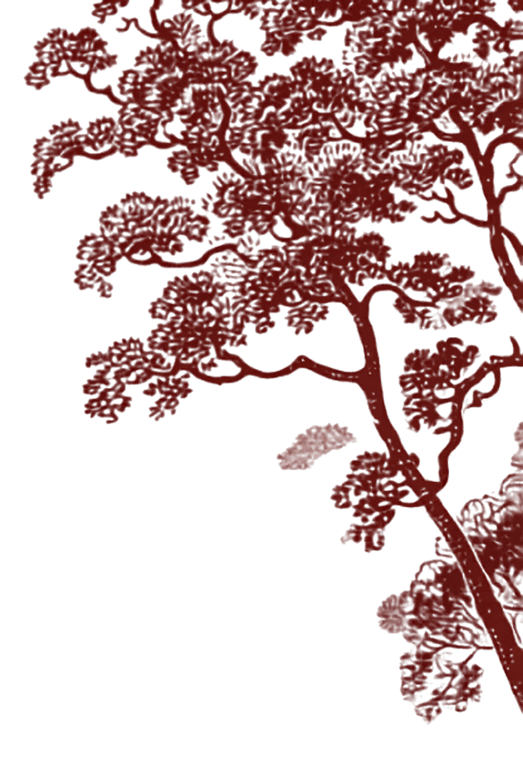 Minang Maroon Pohonnya
